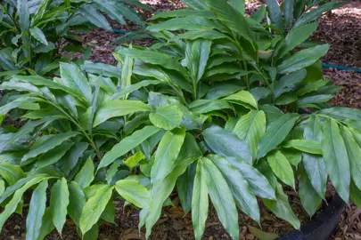 Elettaria cardamomum lush green foliage.