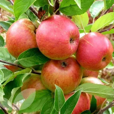 'Ellison's Orange' apple fruit.