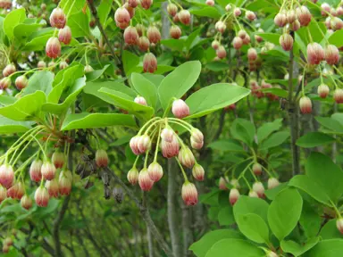 enkianthus-campanulatus-