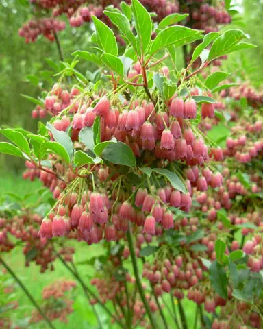 enkianthus-campanulatus-2