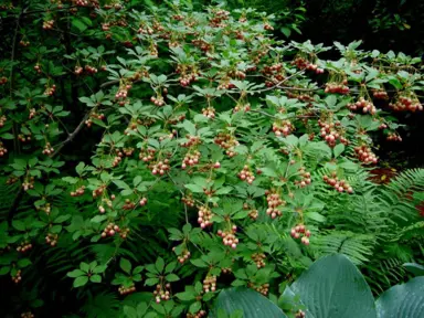 enkianthus-campanulatus-5