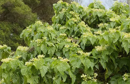 Entelea arborescens shrub with lush green foliage and white flowers.