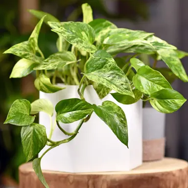 Epipremnum aureum plant growing in a pot with trailing stems.