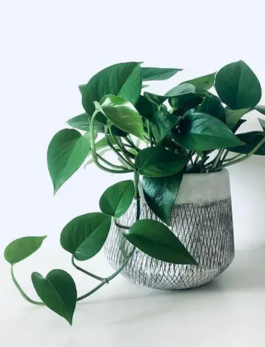 Epipremnum Jade in a pot.