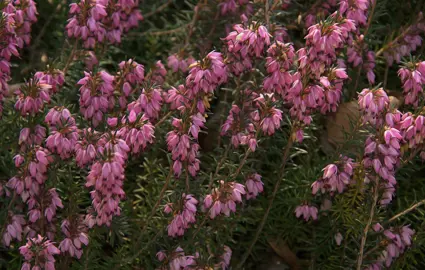 Erica carnea shrub with pink flowers and dark green leaves.