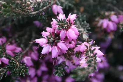 Erica darleyensis plant with dark green foliage and pink flowers.