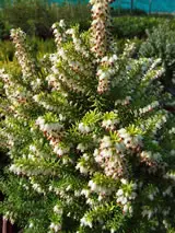 Erica Gold Lady plant with white flowers and mid-green foliage.