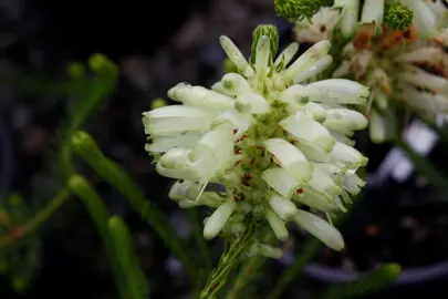 Erica Green Ice plant with green flowers.