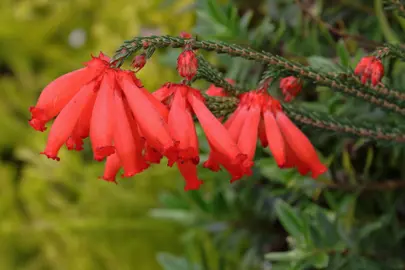 Erica Red Delight shrub with red flowers.