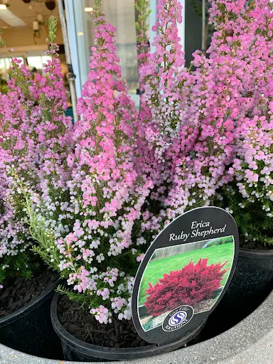 Erica Ruby Shepherd plant with elegant, pink flowers.