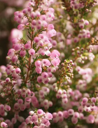 Erica sparsa pink and white flowers.