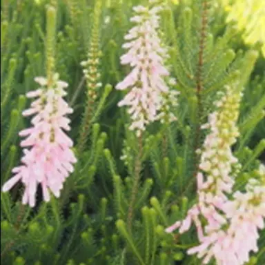 Erica Think Pink plant with pink flowers.