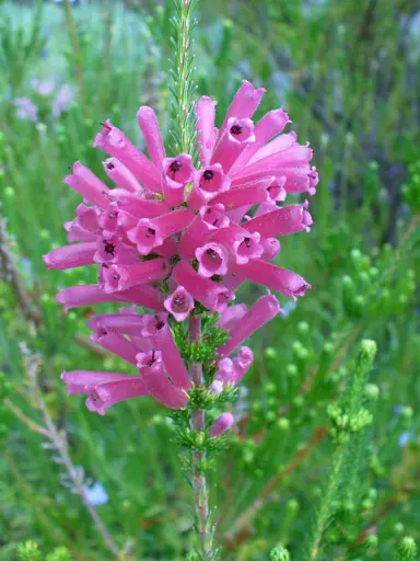 Erica verticillata plant with pink flowers.