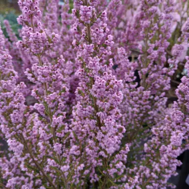 Erica Winter Charm plant with masses of pink flowers.