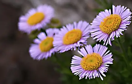 Erigeron glaucus pink flowers with a yellow centre.