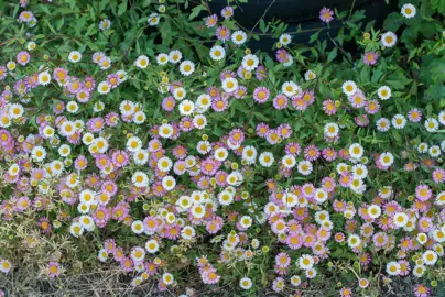 erigeron-karvinskianus-