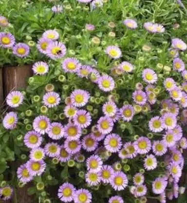 erigeron-serenity-