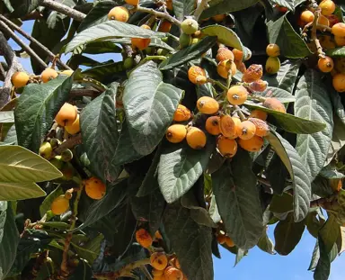 Eriobotrya Golden Orb tree with orange fruit.