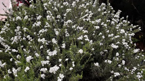 Eriocephalus africanus shrub with white flowers and dark green foliage.