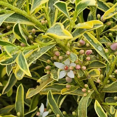 Eriostemon Bournda Gold yellow foliage and white flowers.