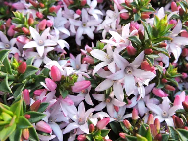 Eriostemon Cascade Of Stars plant with masses of pink and white flowers.