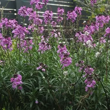 erysimum-lilac-joy-