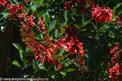 Red flower hanging from branches on Erythrina 'Crista-galli'.