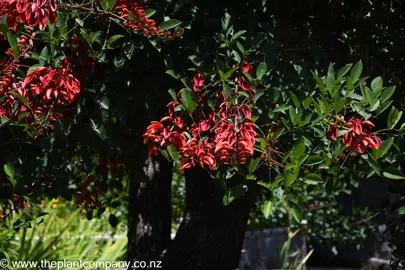 Erythrina 'Crista-galli' with vibrant red flowers and dark green foliage.