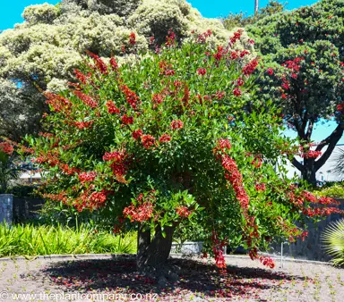 Erythrina 'Crista-galli' tree with red flowers and green foliage.