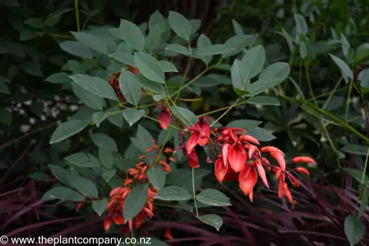 Erythrina 'Crista-galli' red flowers and dark green foliage.