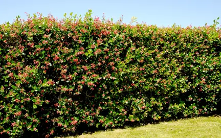 Escallonia rubra macrantha hedge.