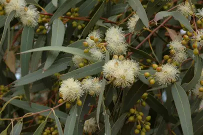 eucalyptus-camaldulensis-