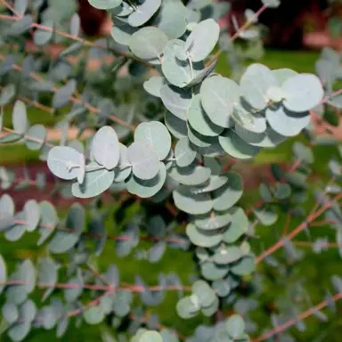 eucalyptus-cinerea-2