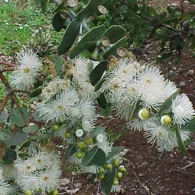 eucalyptus-cinerea-5