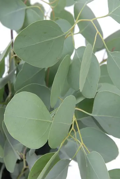 eucalyptus-cinerea-6