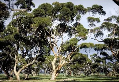 eucalyptus-cladocalyx-