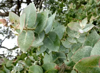 eucalyptus-crenulata-