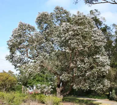 eucalyptus-crenulata-2