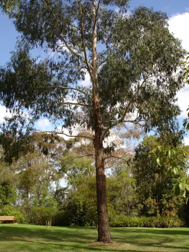 eucalyptus-ovata-