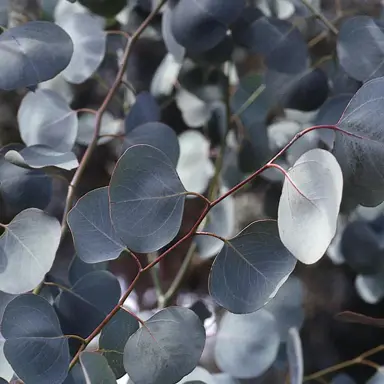 eucalyptus-polyanthemos--1