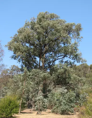 eucalyptus-polyanthemos-