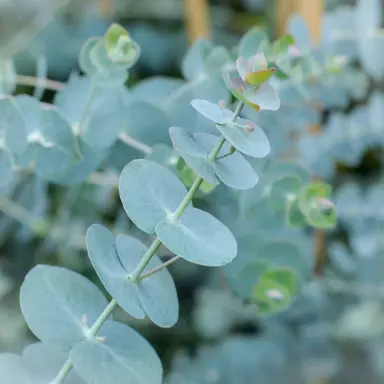 eucalyptus-baby-blue-1