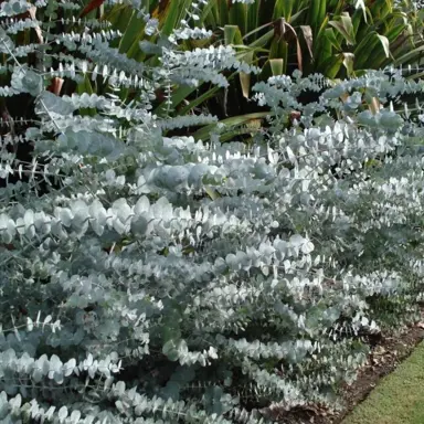 eucalyptus-baby-blue-2