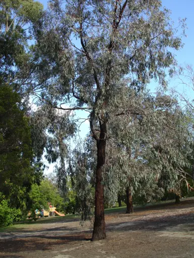 eucalyptus-sideroxylon-