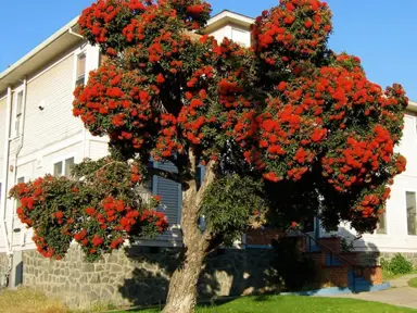 eucalyptus-ficifolia-1