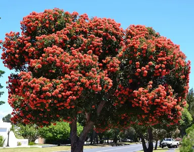 eucalyptus-ficifolia-4