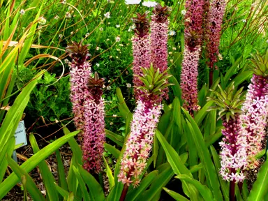 Eucomis comosa plants with impressive sprays of pink flowers.