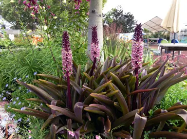 Eucomis 'Oakhurst' plants with purple foliage and pink flowers.