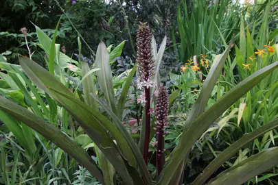 Eucomis 'Sparkling Burgundy' plant with a pink flower.