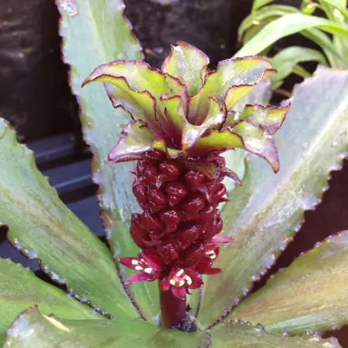 Eucomis 'Tiny Pnk Coral' plants with pink flowers.